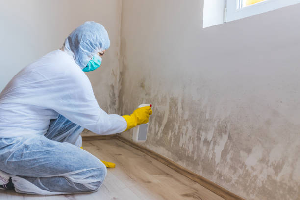 Licensed Mold Testing service in West Newton, MA - WQB Mold Removal