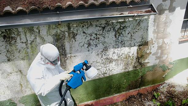 Top rated local Mold Testing specialists in West Newton, MA